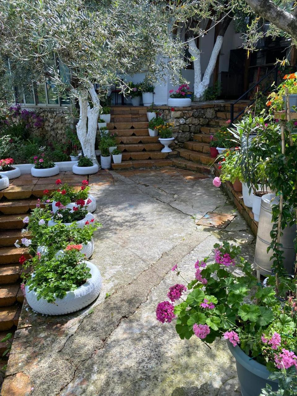 Firauni * Vlorë
